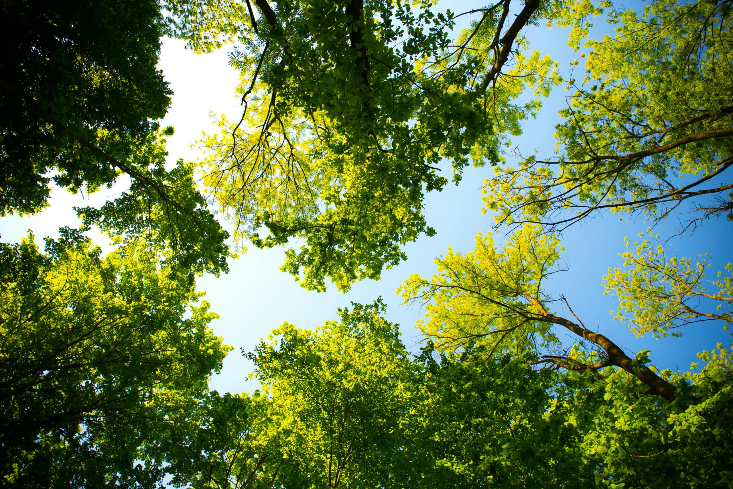 Looking up through vibrant green tree canopy with blue sky. Perfect for nature and outdoor themes.